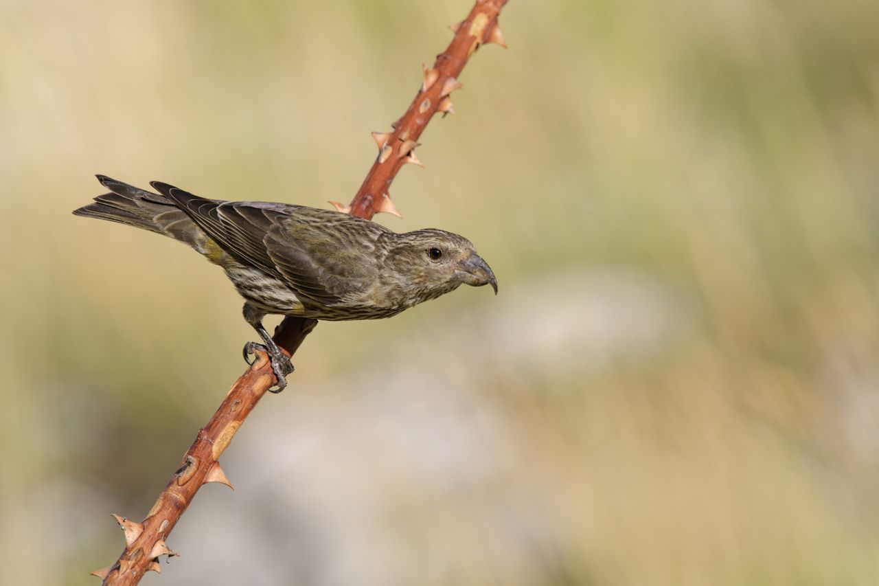 Crociere  (Loxia curvirostra)